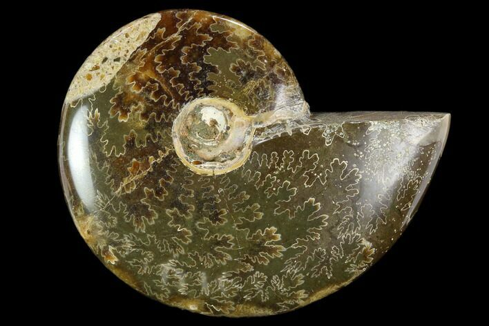 Polished, Agatized Ammonite (Cleoniceras) - Madagascar #119230